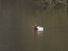 Netta rufina × Aythya ferina