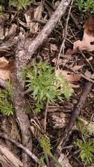 Perideridia americana