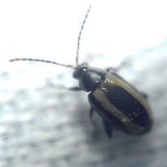 Phyllotreta vittula