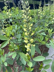 Baptisia sphaerocarpa