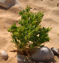 Pteranthus dichotomus