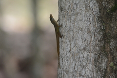 Anolis wattsii