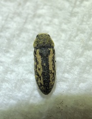 Anambodera