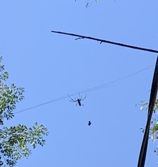 Trichonephila clavipes