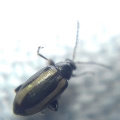Phyllotreta vittula
