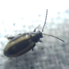Phyllotreta vittula