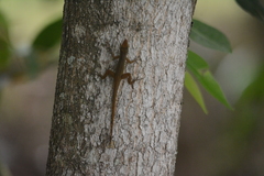 Anolis wattsii