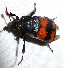 Nicrophorus guttula