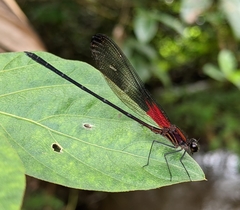 Hetaerina moribunda