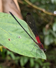Hetaerina moribunda