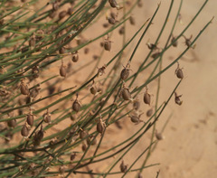 Crotalaria aegyptiaca