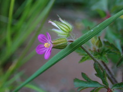 Geranium purpureum
