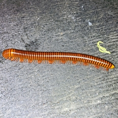 Thyropygus allevatus