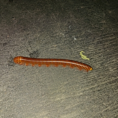 Thyropygus allevatus