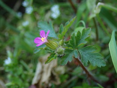 Geranium purpureum