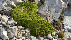 Hectorella caespitosa