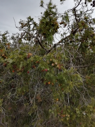 Cade juniper (Juniperus oxycedrus)
