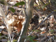 Zonotrichia albicollis