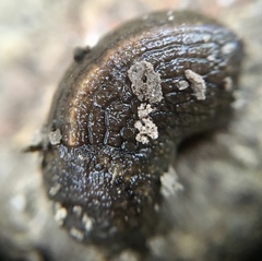 Tandonia budapestensis