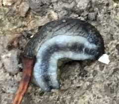 Tandonia budapestensis