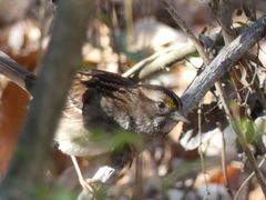 Zonotrichia albicollis