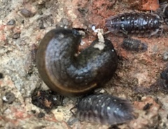 Tandonia budapestensis