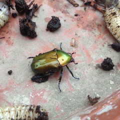 Protaetia cuprea cuprea