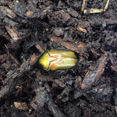 Protaetia cuprea cuprea