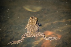 Bufotes viridis viridis