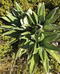 Celmisia semicordata