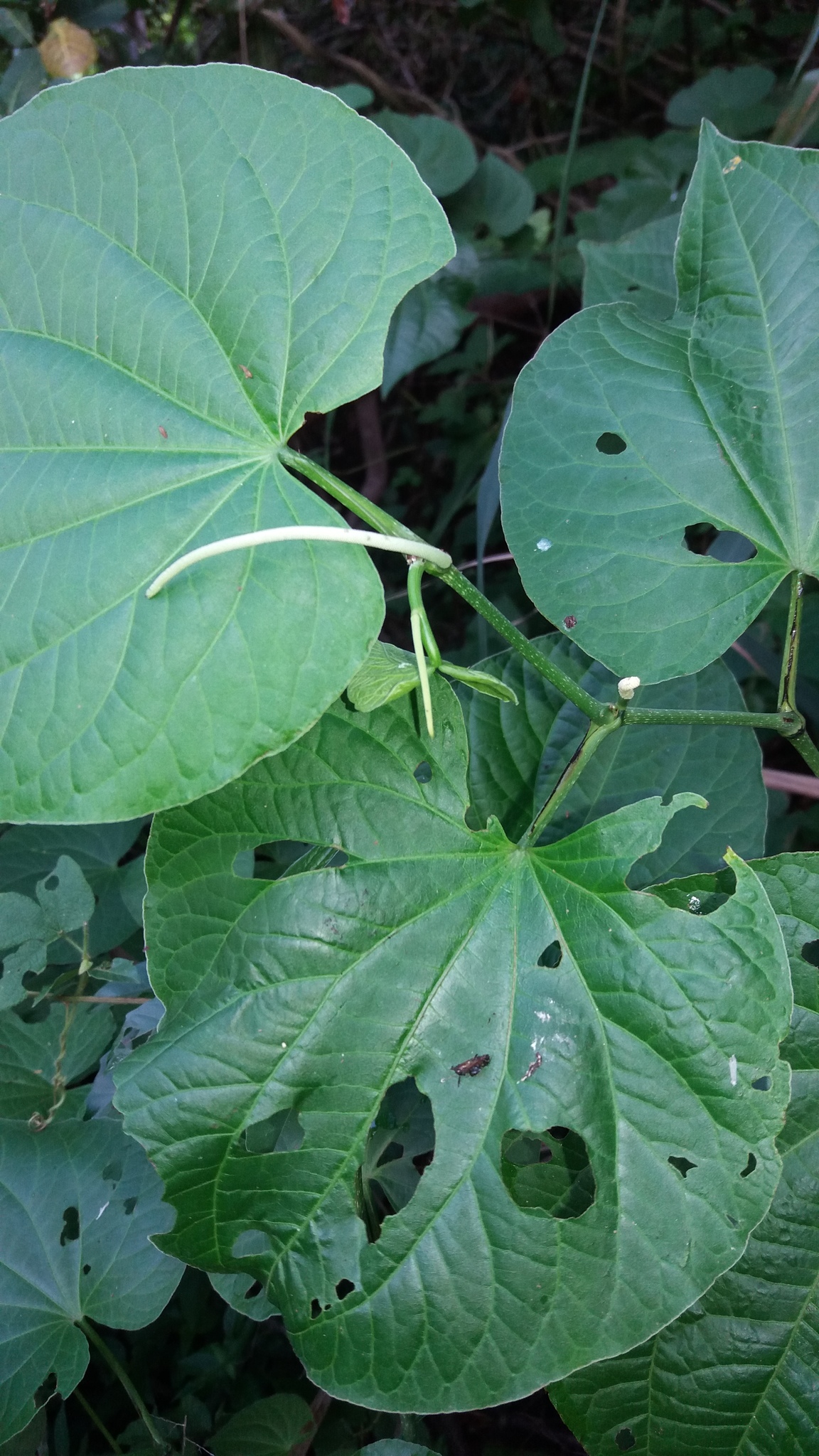 Piper marginatum