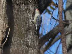Melanerpes carolinus