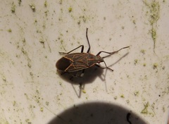 Boisea rubrolineata