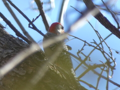 Melanerpes carolinus