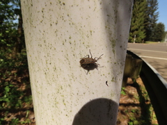 Boisea rubrolineata
