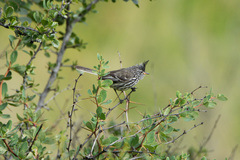 Anairetes flavirostris