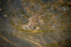 Bufotes viridis viridis