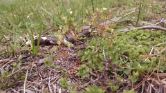 Androsace occidentalis