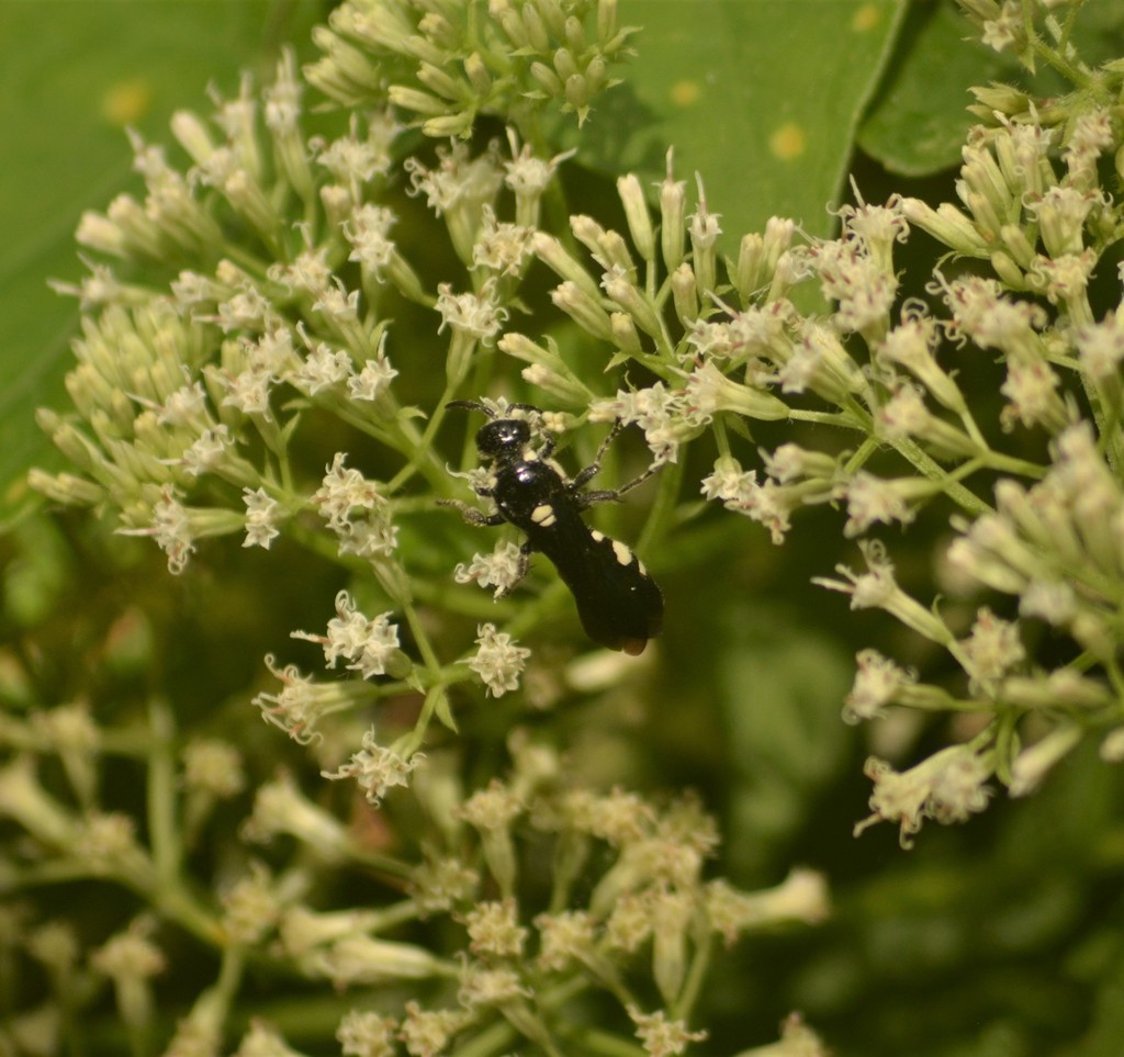 Epomidiopteron julii