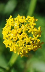 Leiotulus aureus