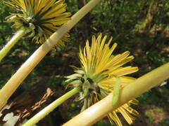 Taraxacum officinale