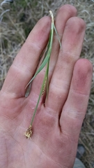 Carex meadii