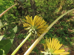 Taraxacum officinale