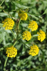 Leiotulus aureus