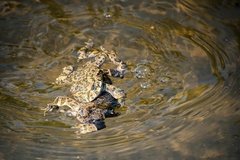 Bufotes viridis viridis