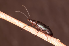 Praeugenini