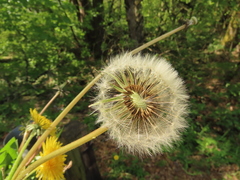 Taraxacum officinale