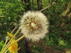 Taraxacum officinale