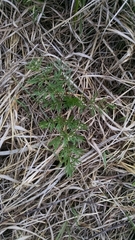 Perideridia americana