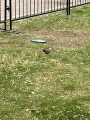 Turdus migratorius